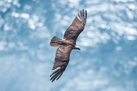 Midday Osprey