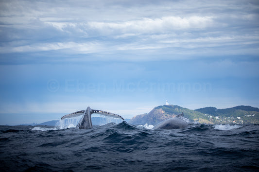 Lighthouse Tails