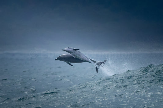 Dolphin Duo